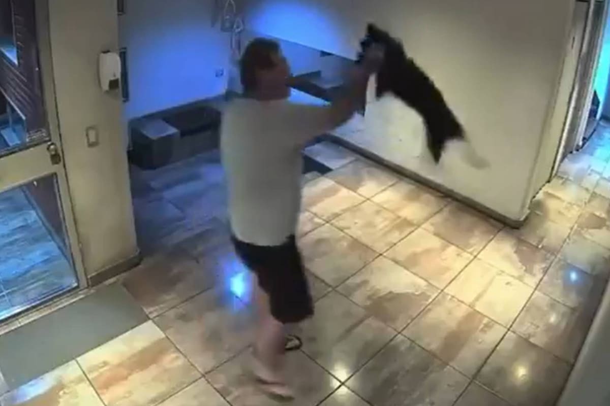 Imágenes sensibles: en un acto de brutalidad en su máxima expresión, revoleó a su perro contra el piso.