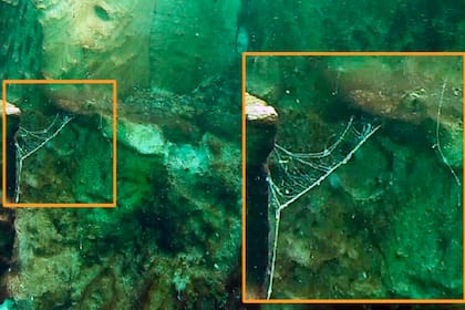 Imágenes submarinas que muestran el segundo agujero azul más profundo del mundo