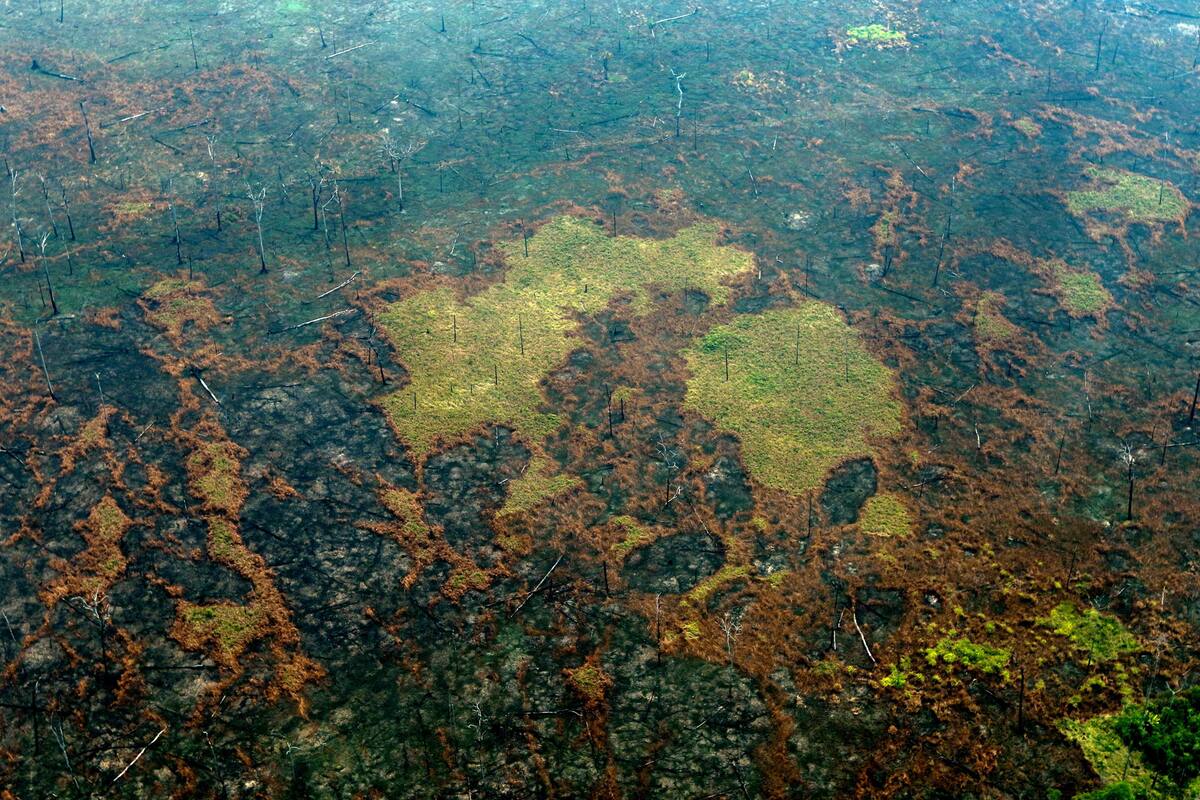 Impactantes imágenes de la devastación por los incendios en el Amazonas