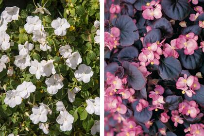 Impatiens walleriana y begonia semperflorens