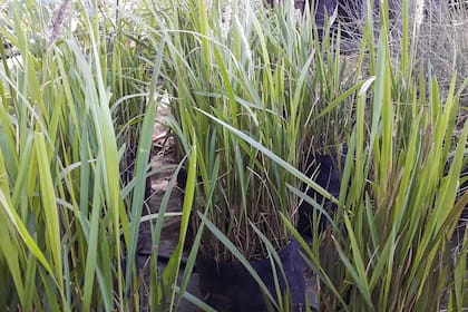 Imperata cylindrica