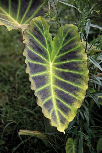 Imperial gigante: Híbrido de Colocasia ‘Imperial’ x Leucocasia gigantea. Desarrollo no muy alto (1 m) en comparación con el tamaño que alcanzan sus enormes hojas de tonos verde limón, con rayas oscuras y muy ancha