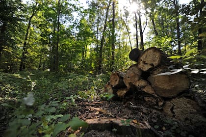 Implementar el MBGI en la Argentina significa una mejor posición para acceder a mercados exigentes desde el punto de vista ambiental, un paso hacia la conservación de los bosques nativos y un avance significativo en la lucha contra el cambio climático