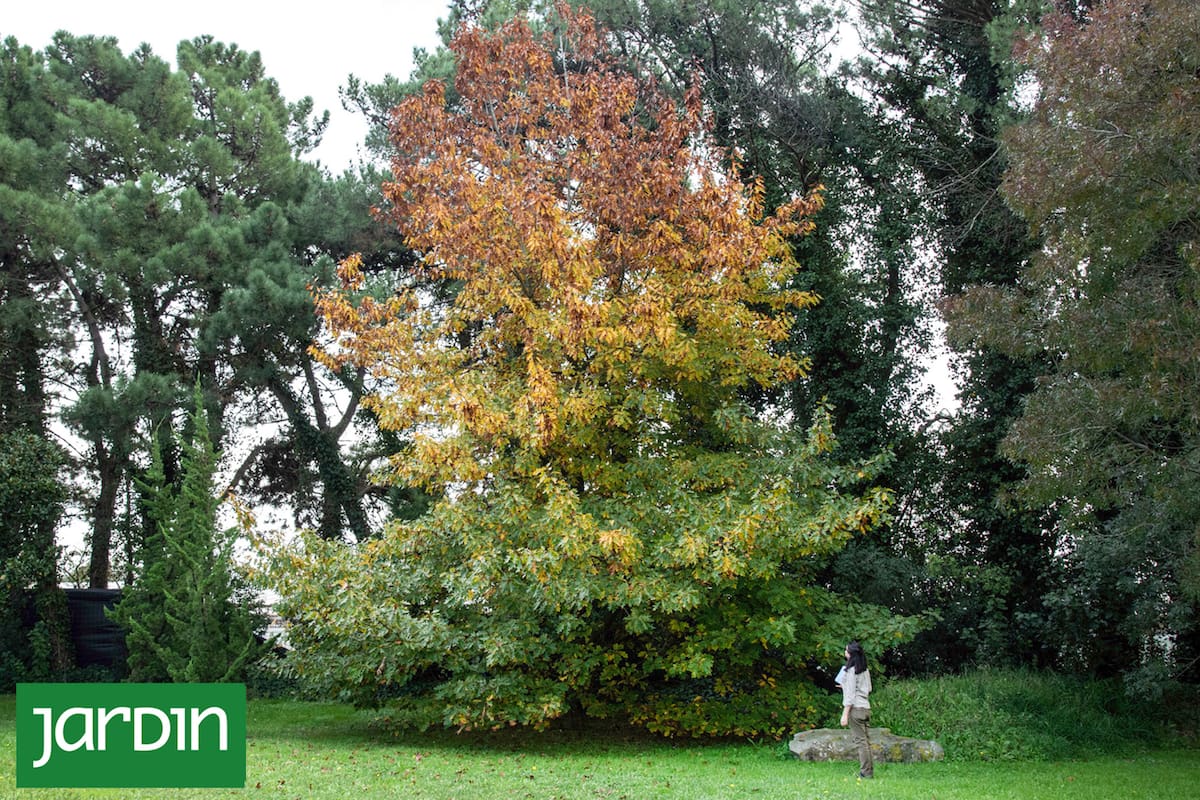 Imponente y simbólico, este árbol ancestral suma hoy una práctica terapéutica