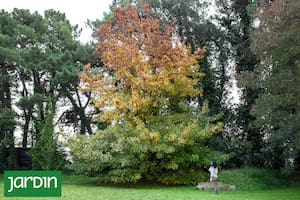 Imponente y simbólico, este árbol ancestral suma hoy una práctica terapéutica