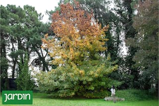 Un árbol milenario que suma hoy una práctica terapéutica que resignifica sus propiedades naturales