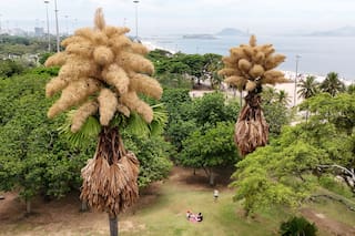 Imponentes palmeras en Río de Janeiro florecen por primera y única vez