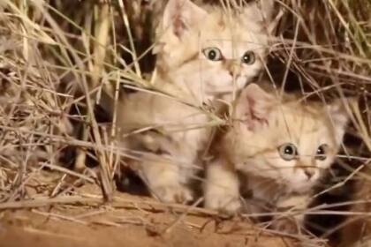 Imposible resistirse ante estas imágenes