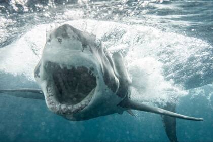 impresionantes imágenes de un tiburón de cerca