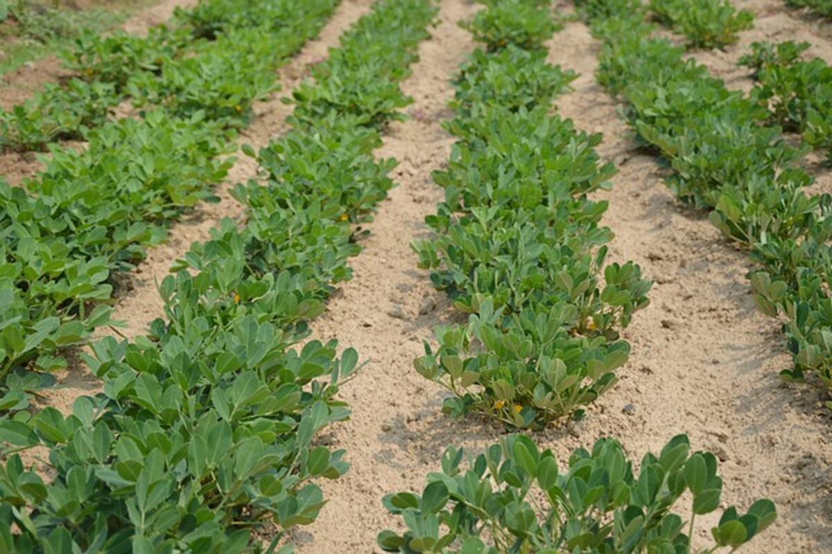 Impulso para la producción del cultivo