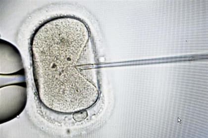 La Justicia sopesó la voluntad procreacional para un tratamiento de fertilización asistida