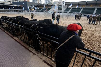 Preparativos de los animales en la Exposición Rural
