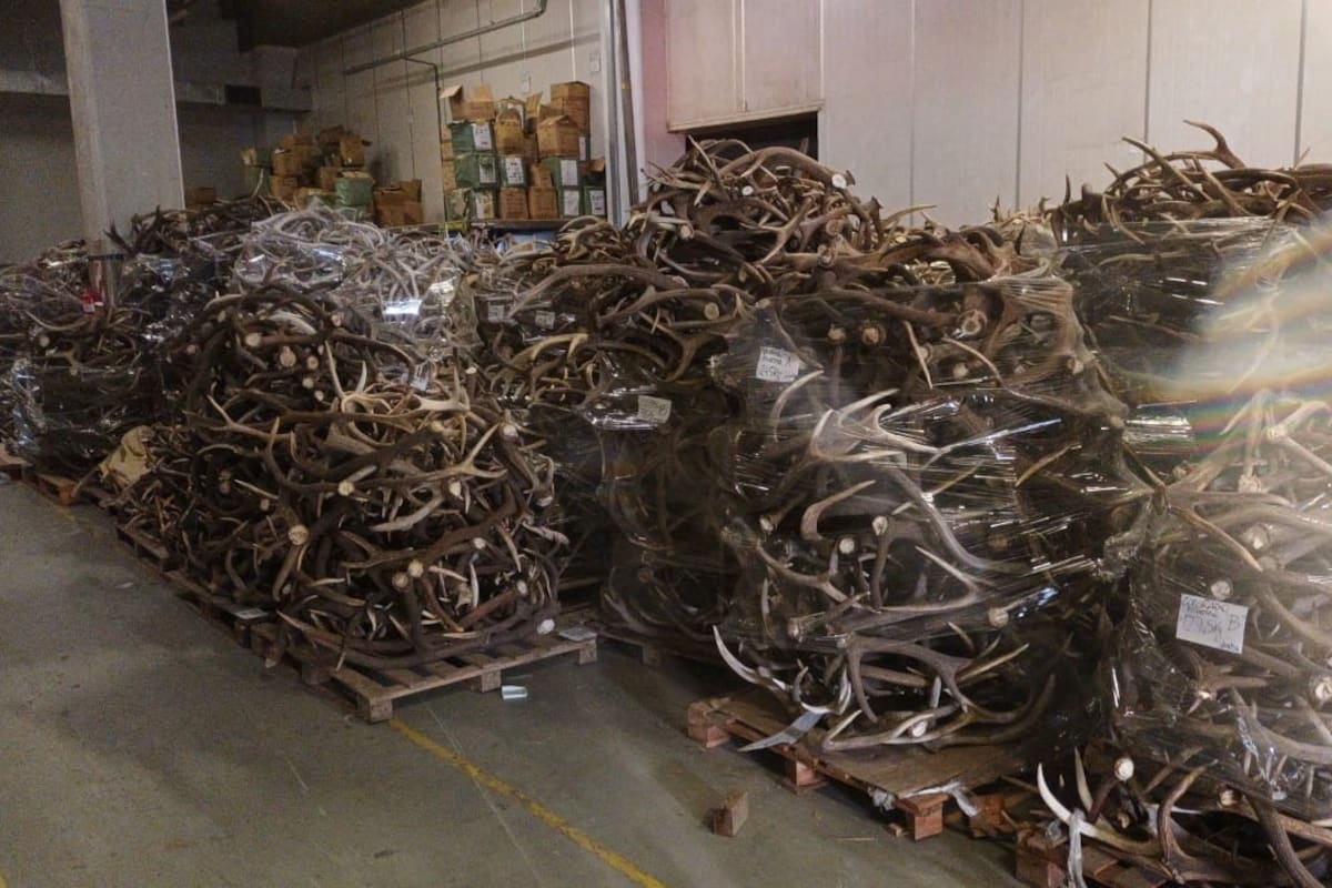 Incautan cerca de 40 toneladas de astas de ciervo en un allanamiento a un galpón en Ciudad