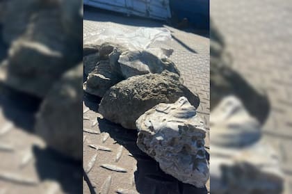 Los elementos incautados eran serie de fósiles de Ostrea Edulis Patagónica, de aproximadamente 12 millones de años de antigüedad.