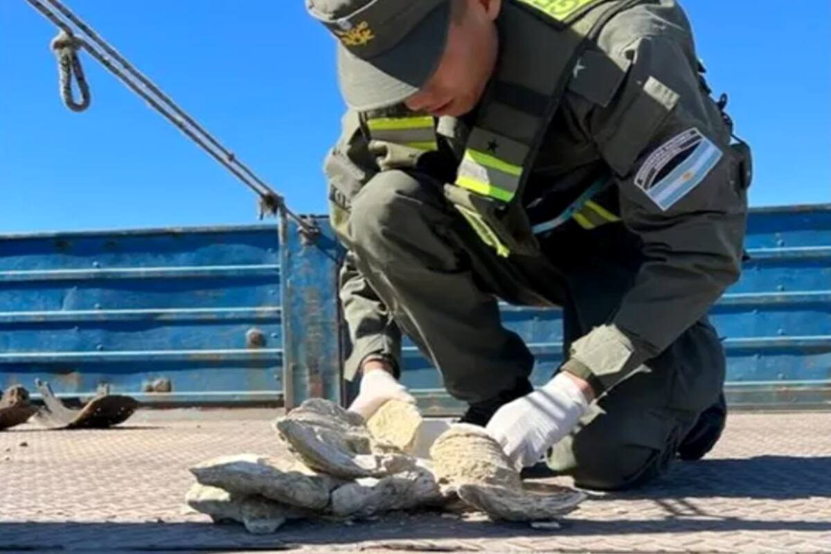 Incautaron fósiles de ostras de más de 12 millones de años que iban a ser sacadas de la Patagonia.