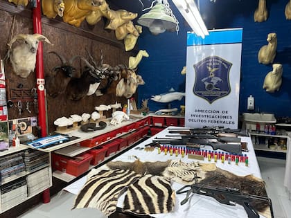 Incautaron taxidermias de especies exóticas provenientes de América del Norte, Asia y África