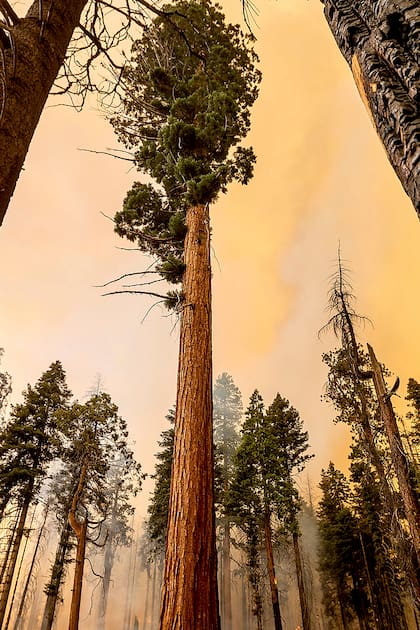 En fotos: los incendios destruyen un bosque de secuoyas de más de 80 metros de altura en California