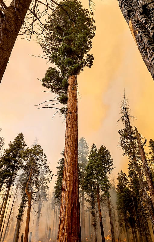 Incendio en California; secuoyas; árboles; el mundo; fotos del día;