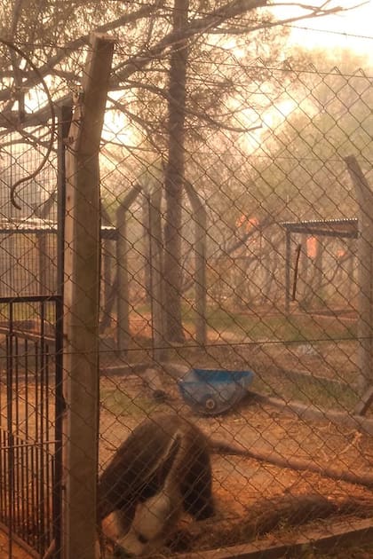 Un oso hormiguero cerca de las llamas en la Estación Biológica del CONICET en el Parque Provincial San Cayetano, Corrientes