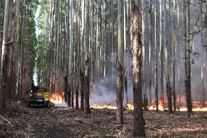 Incendio en la zona de Berduc, cerca del Parque Nacional Palmar. Archivo.
