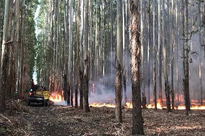 Incendio en la zona de Berduc, cerca del Parque Nacional Palmar. Archivo.
