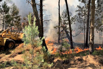 Incendio en los bosques de Pinamar