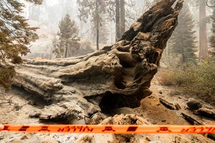 Incendio quema secuoyas gigantes en el Bosque Nacional Sierra de California