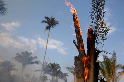 Los incendios forestales son comunes en la estación seca, pero también son provocados deliberadamente por agricultores que queman ilegalmente tierras para dedicarlas a la cría de ganado.