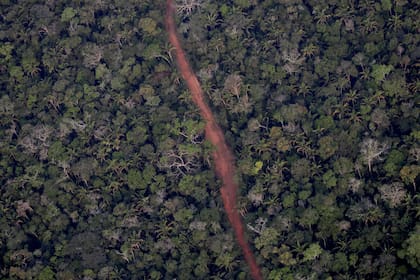 Los incendios forestales han aumentado en Mato Grosso y Pará, dos estados agrícolas que han empujado la agricultura hacia la cuenca del Amazonas y donde se ha estimulado la deforestación desde que asumió el presidente