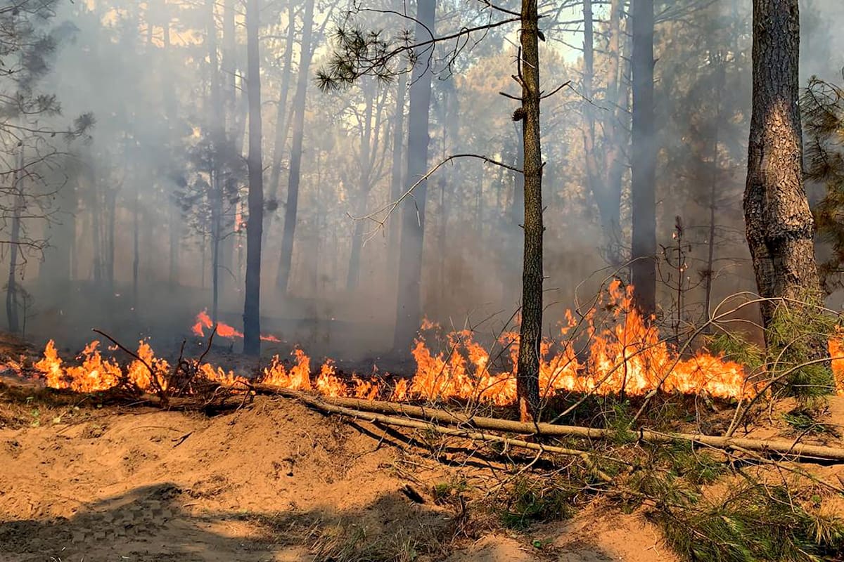 Incendios en los bosques de Pinamar