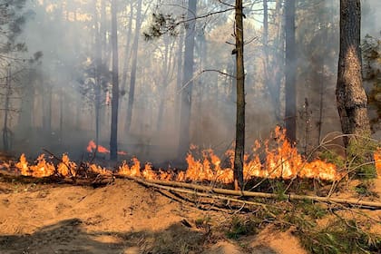 Incendios en los bosques de Pinamar