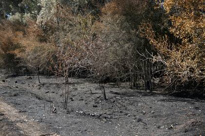 Los vecinos sospechan que hay incendios intencionales