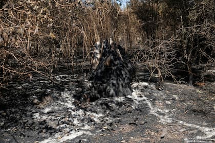 Varios campos se prendieron fuego el mismo día que ellos fueron a protestar por los aumentos
