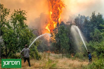 Incendios más intensos, pinos que se reproducen tras el fuego y bosques que ya no regresan