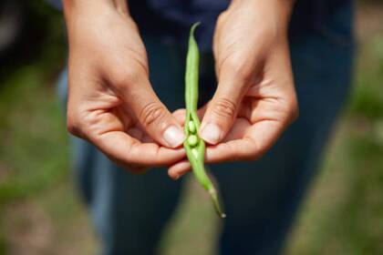 Incluirlas en nuestra alimentación supone aportarle al cuerpo fibra, yodo, potasio, hierro, fósforo, calcio, folatos y vitamina C (Foto: iStock)