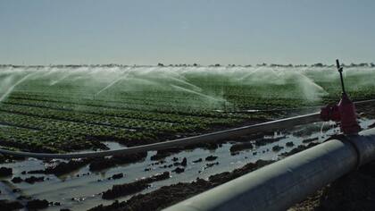 Incluso las hojas verdes pueden ser focos de contaminación: el agua que se usa en la irrigación de campos puede contaminarse por las bacterias de granjas de ganado cercanas