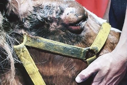 Inconsciente por los golpes que había recibido para que siguiera tirando del carro: así llegó el potrillo al hospital de la Asociación Caballos de Quilmes.