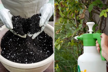 Incorporar compost al sustrato y aplicar un fertilizante sobre las hojas, dos prácticas sencillas que ayudan a aumentar las defensas naturales de las plantas.