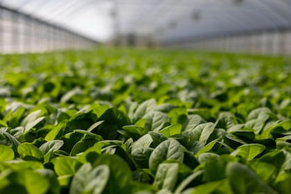 Incorporar espinacas a la dieta tiene importantes beneficios para la salud debido a sus valores nutricionales y propiedades medicinales