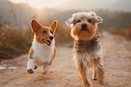 Incorporar una mascota traerá un sinfín de beneficios positivos a sus integrantes.