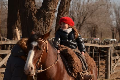 India Becerra, de Vicuña Mackenna, se volvió viral por su capacidad para seguir precios y comprar hacienda