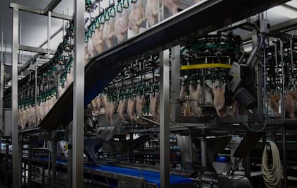 Indicó que por cada trabajador directo existen entre tres y cuatro empleos indirectos vinculados a incubadoras, granjas, plantas de alimento balanceado, transporte y otros servicios relacionados con la actividad