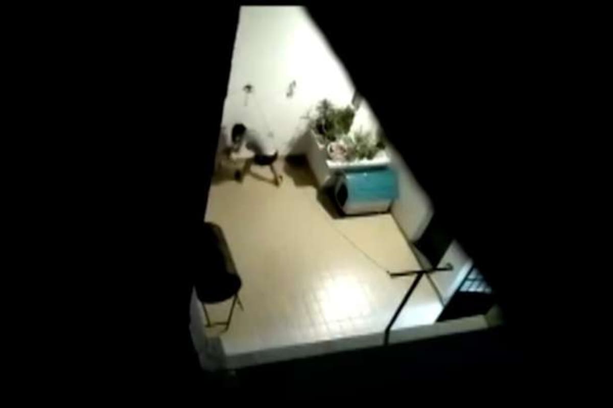 Indignación en La Plata: una mujer fue denunciada por pegarle piñas y patadas a su perro