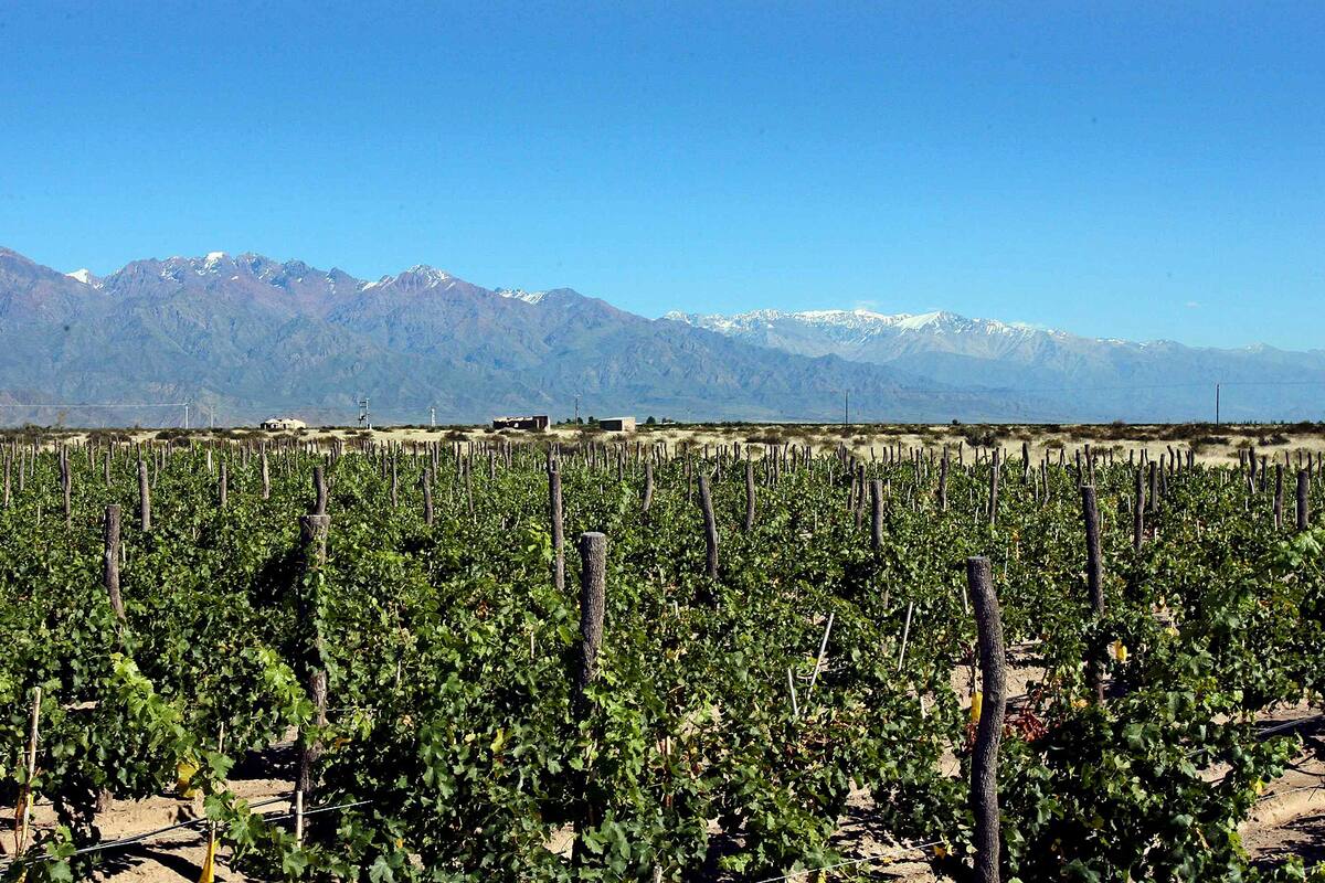 Indignación en Mendoza por el impuesto al vino