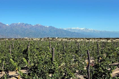 Indignación en Mendoza por el impuesto al vino
