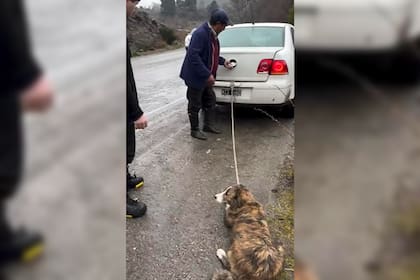 Indignación en San Martín de los Andes: un hombre fue filmado arrastrando a su perro atado al baúl del auto