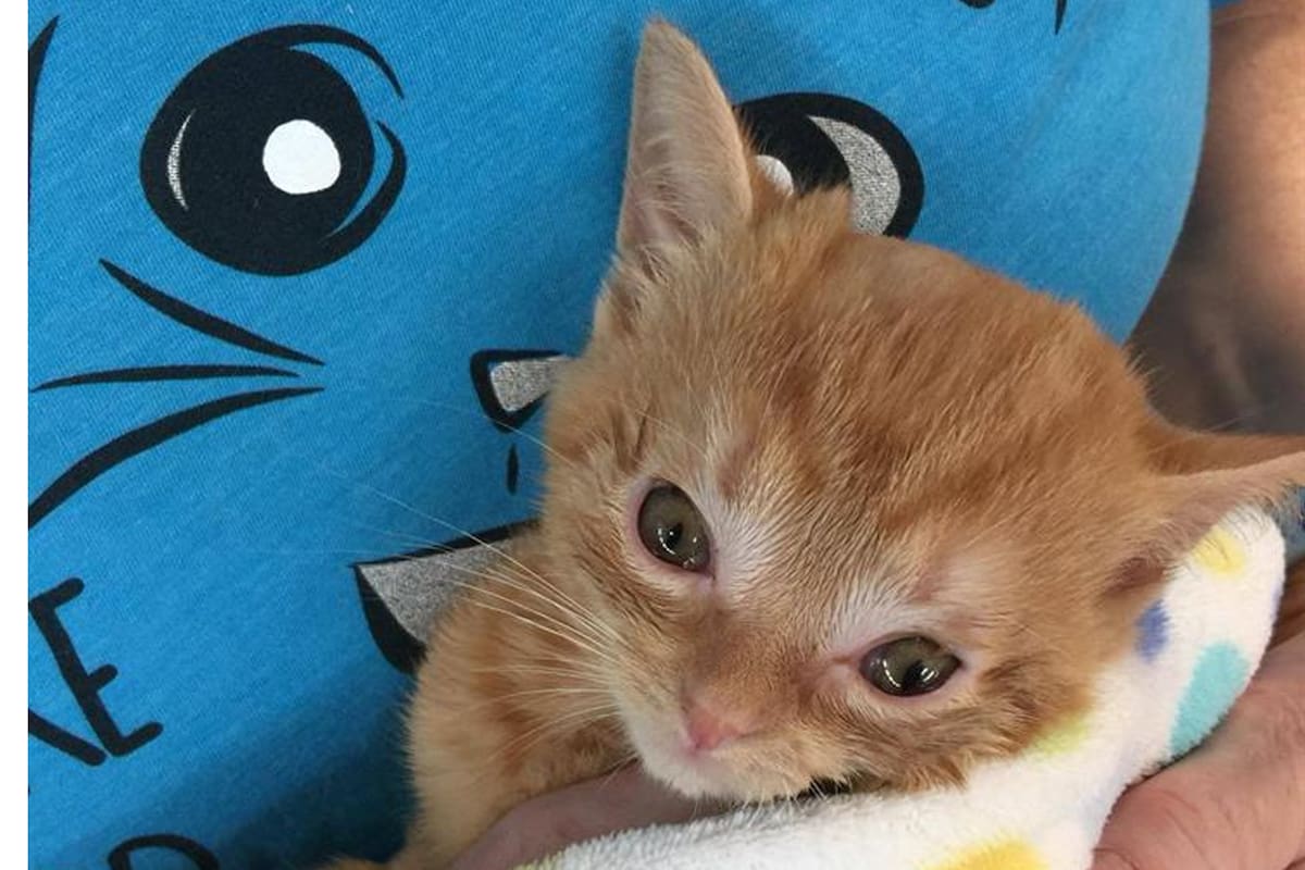 Inédita operación a un gatito con hidrocefalía