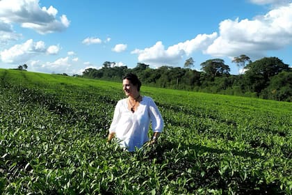 Inés Berton en una de sus recorridas por campos de té