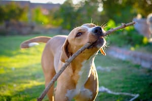 Esto es lo que deberías saber (y nadie te dijo) sobre adoptar un perro y sumarlo a tu familia