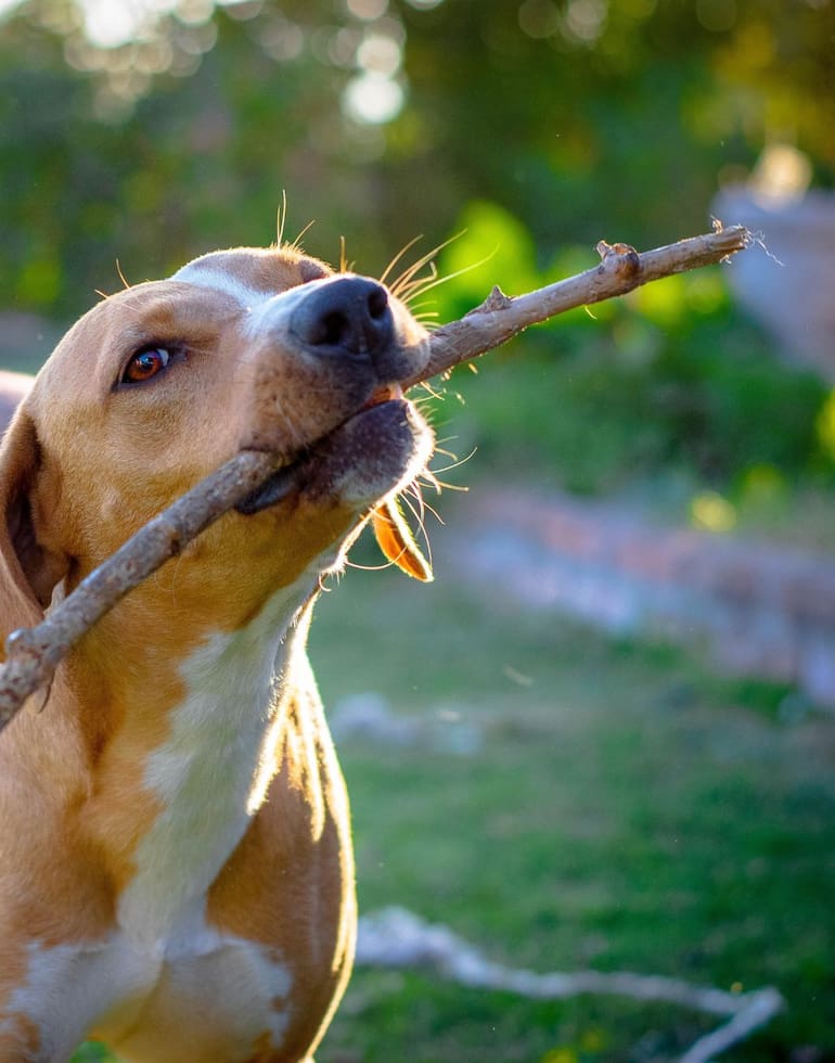 Información que es clave tener antes de decidir adoptar un perro.
